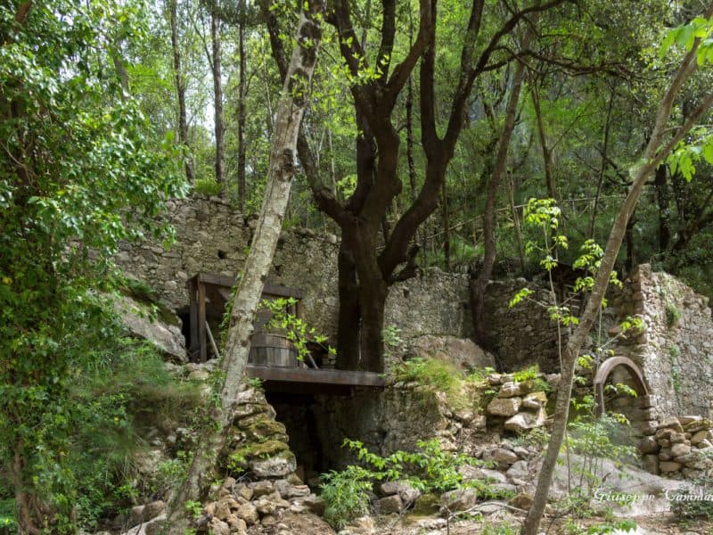 Mulino