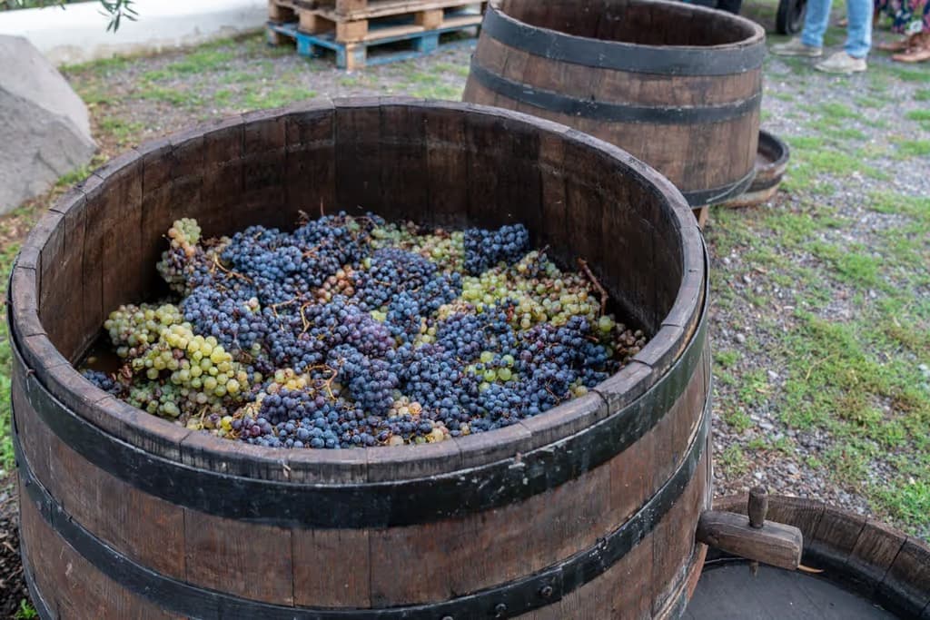 Vesuvio: Degustazione di vini in un vigneto di Napoli