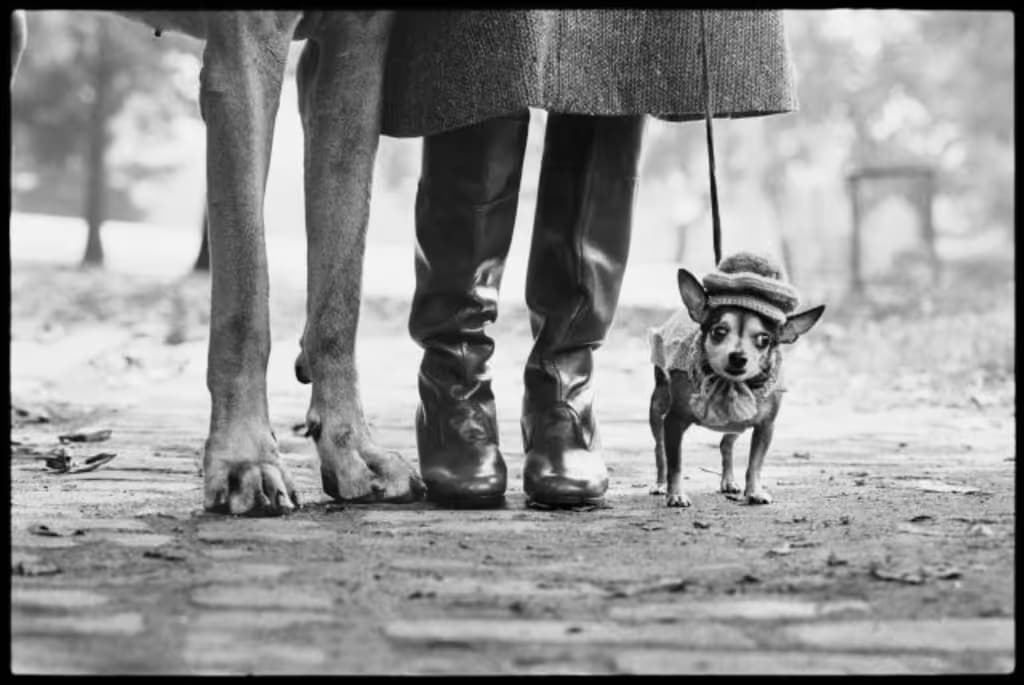 Elliott Erwitt in mostra a Bologna