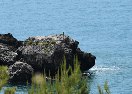 Spigolamare1