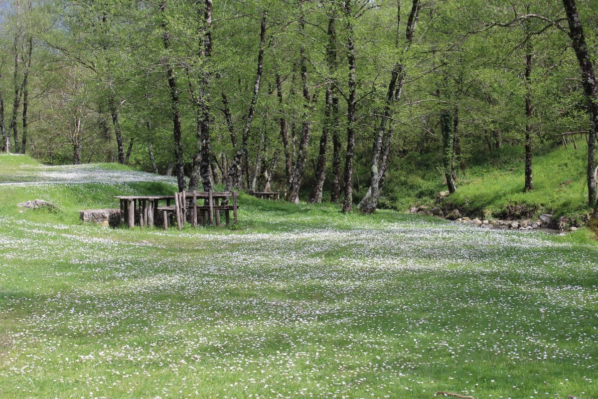 Giardanasio