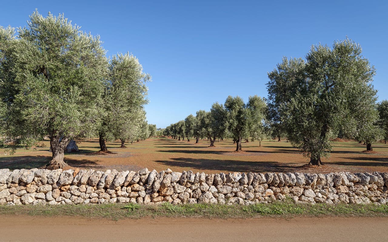 l-italia-della-raccolta-delle-olive-nelle-citt-dell-olio-1780996892572.jpeg